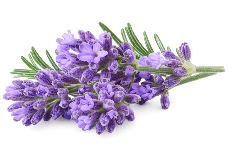Branch of purple lavender flowers 